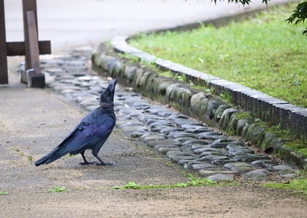 害鳥対策の重要性